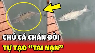 Chú cá tự tạo TAI NẠN cho bản thân vì quá "CHÁN ĐỜI" 😂 | Yêu Lu