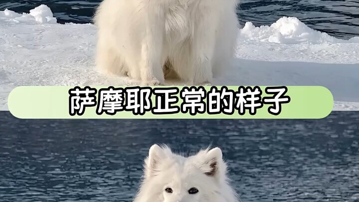 Chó Samoyed: Tôi nóng muốn chết rồi mà cậu còn tưởng tôi đang cười “Samoyed” ê ê “cún con”