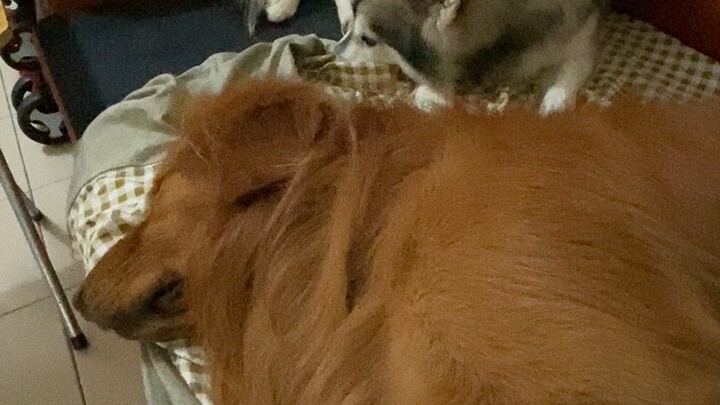 Zzzz