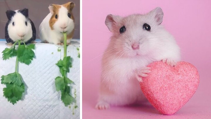 Chuột hamster 🐭 ngộ nghĩnh, ham ăn và đáng yêu 2020 P4 l funny, greedy and lovely hamster 2020 P4