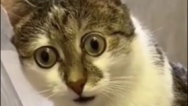 "The cat is stupid, and I am stupid too..."