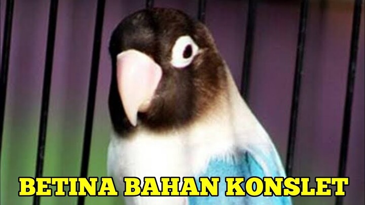 BETINA GACOR || Bahan Konslet