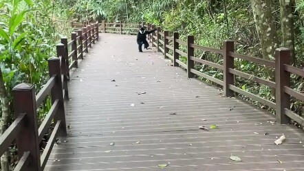 Ini direkam oleh seorang netizen di Yunnan; ia melihat seekor monyet yang sangat lincah—barusan masi