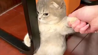“十只猫也凑不出一个脑子！”