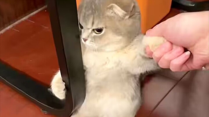 “十只猫也凑不出一个脑子！”
