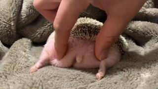 How soft the hedgehog's butt is