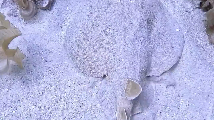 Fish: You say you can’t see me! Human: Okay, okay, I don’t see anything~~, whose are these two cute 
