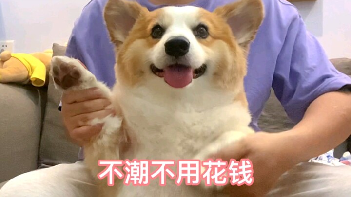 Boss Pi Dances Up a Storm | No Need to Spend if You’re Not Trendy