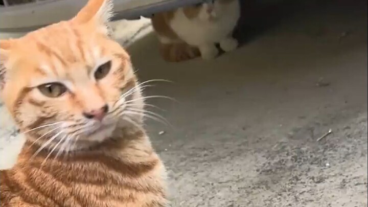 On my way to work, I heard a cat cursing at me. I randomly picked a “big bro” and told him the cat w