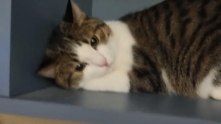 Xiao Mi: Bu, kamu benar-benar mau memukul anak kucing?