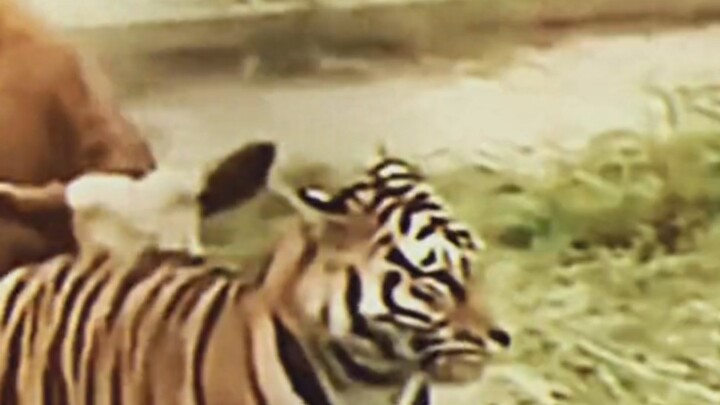 Sapi Pemberani Tak Takut Kesulitan