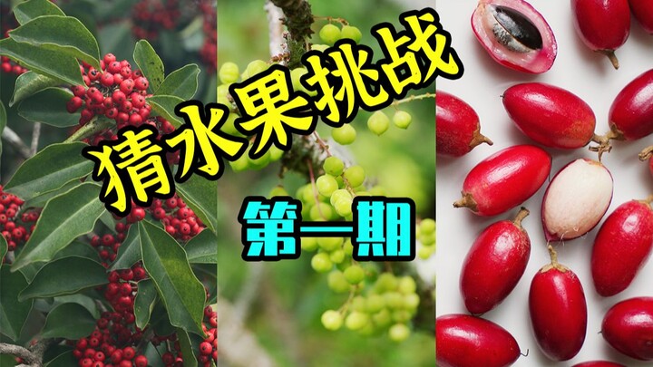 [Thợ săn trái cây × Hunter] Thử thách đoán trái cây - Kỳ 1!
