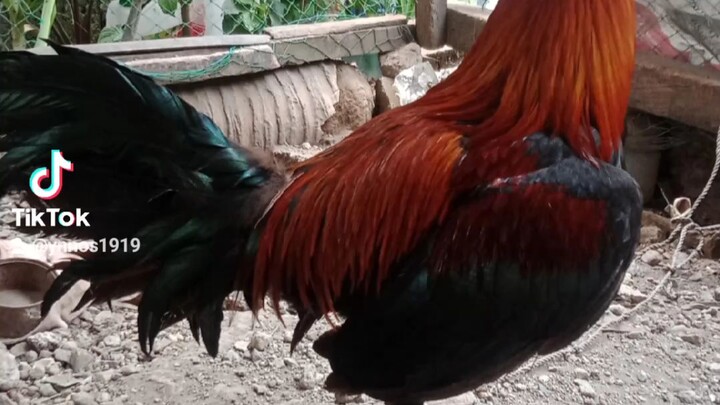 melsimxperuvian