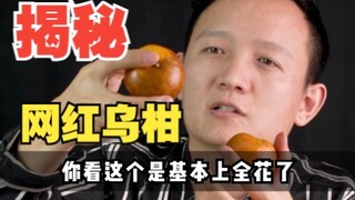 【水果猎人】揭秘网红新品水果——乌柑