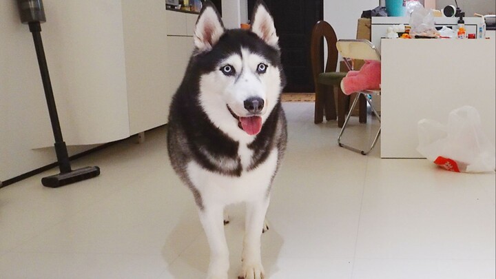 Only silly puppies will always believe in humans.