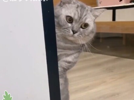 Đầu mèo gây sốc