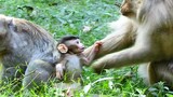 Wow, Very Adorable Baby Monkey Brave To Catch Teresa, Pigtail Monkey Teresa Love Baby Very Much