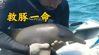 Baby Dolphin: Thank you for saving my life!