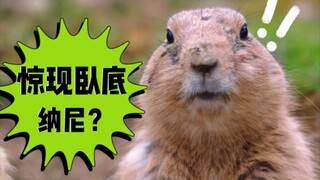 [Xiaoxia] Humans will send spies into the animal world, the 13th episode of the super cute animal co