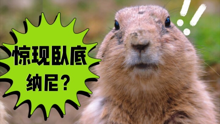 [เสี่ยวเซีย] มนุษย์จะส่งสายลับเข้าสู่โลกสัตว์ ตอนที่ 13 ของคอลเลกชั่นสัตว์สุดน่ารัก "Wild Spies"