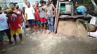 doble tari kalaban nilabhan hahahahah