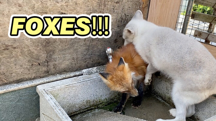 After Ten Days Apart, Two Foxes Get Together and Do This?