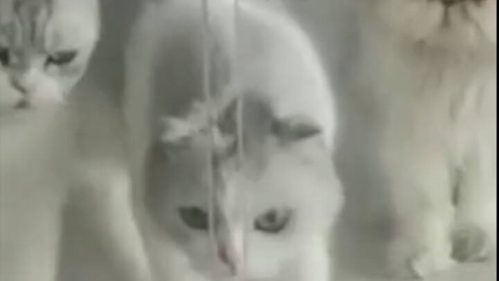 penebusan kucing schenk