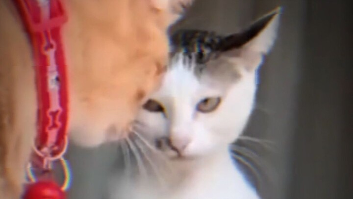PUA di kalangan pecinta kucing