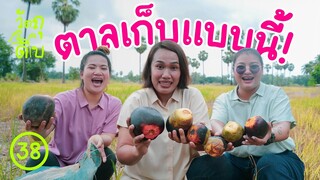 เก็บลูกตาล มาทำขนมตาล - วัตถุดิบ EP38