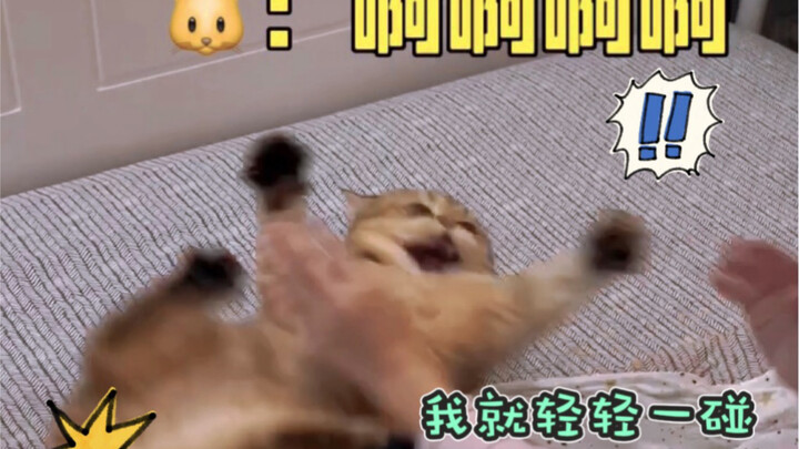 Kedeng is such a stingy male cat—so mad he’s stamping his feet!