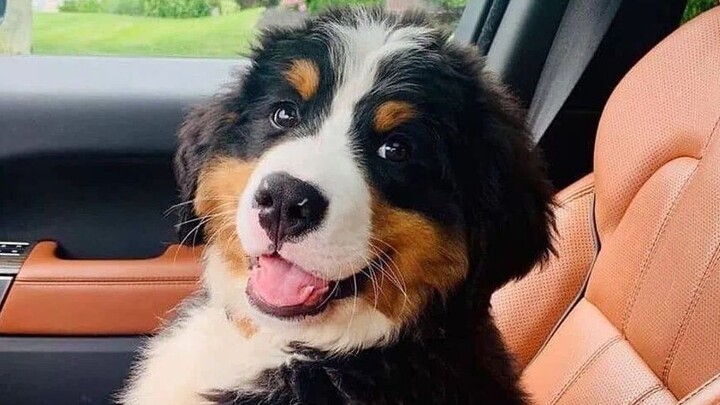 Dokter Bo, tolong selamatkan saya!