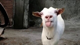 Chửi thề khi tôi còn nhỏ