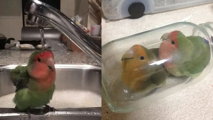 Are parrots funny