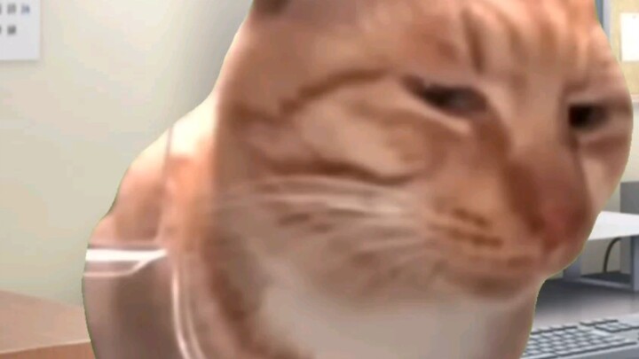 【Cat meme】Commissioned article joke: After explaining the requirements for the Nantong train article