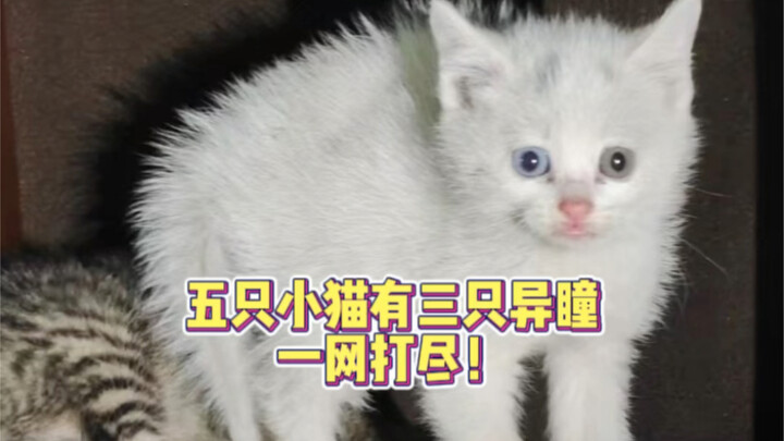 Performing a health check on the kitten! More footage to come! So fresh!