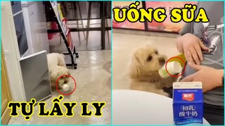 Chó mèo hài hước dễ thương | Dogs and Cats Funny Cute #369