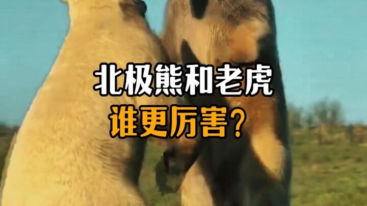 Which is stronger, the tiger or the polar bear?