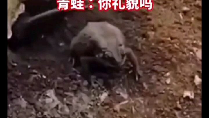 The mouse dug a hole and pried the frog 🐸 out. The frog said, “You’re pretty polite!”