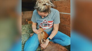 Calf chained to wall saved from slaughter