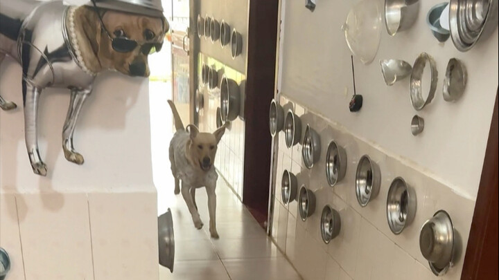 Hỏng rồi, quên mất dưới bàn còn có bát dự phòng.