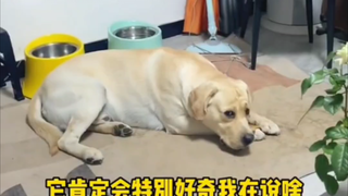 Labrador: What are you whispering about behind my back?