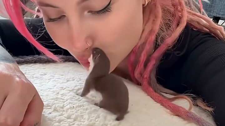 When you kiss a stoat, it’ll turn right back around and let you kiss to your heart’s content.