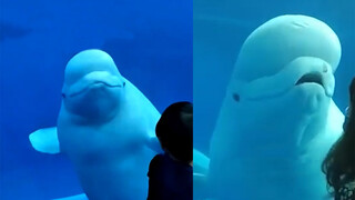 Naughty White Whale Interacts With Visitors