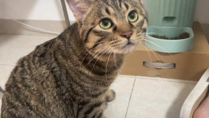 The kitten is almost one year old and still needs to be fed by his mother