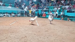 #win 2 cock ulutan 02\10\24