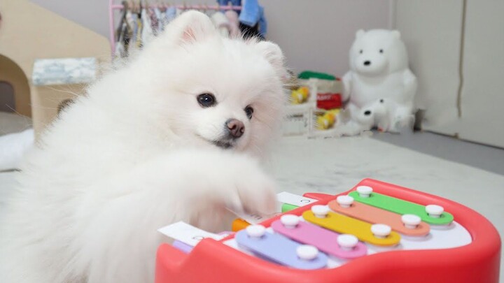 Taught a smart dog how to play the piano
