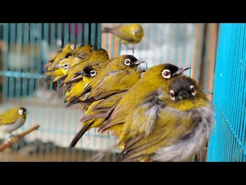 8 Ribuan. Kios Terlengkap dan Termurah di Indonesia. Update Harga Terbaru Kios ABADI BIRD Cibinong