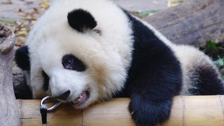 Giant Panda|Aijiu&Runyue&Hehua