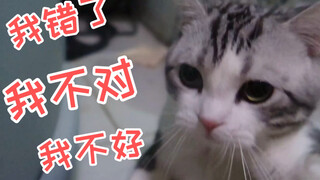 当女生来大姨妈时，她的猫会有多危险？