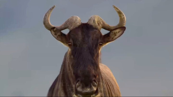Sapi itu masih muda sekali sudah mati